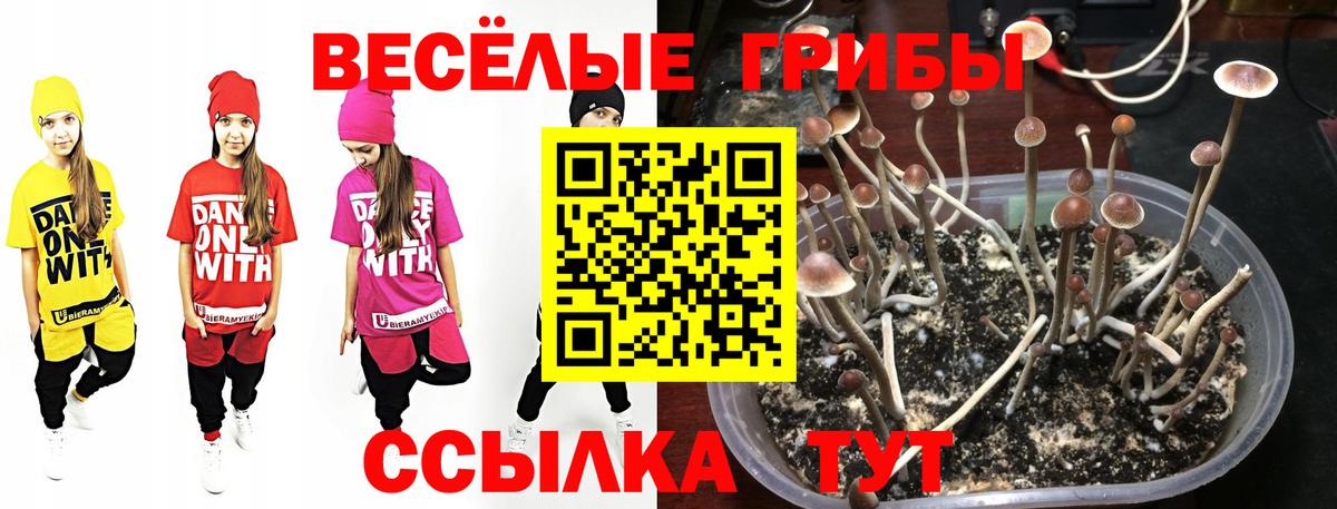 Элиста  Галлюциногенные грибы GOLDEN TEACHER  Вход с VPN 